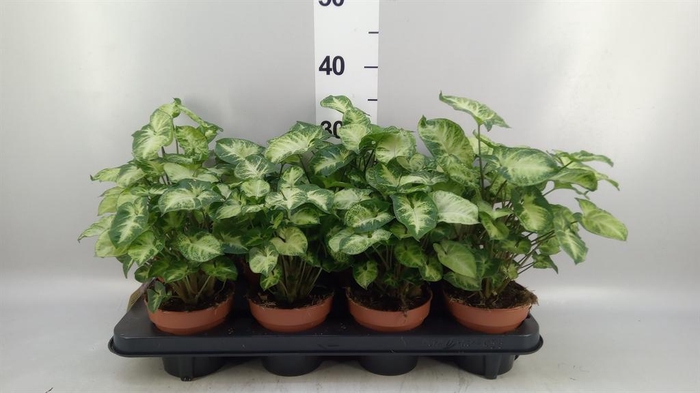 <h4>Syngonium  'Pixie'</h4>