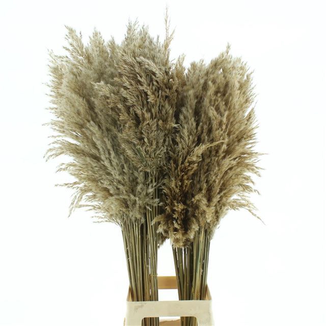 CORTADERIA OV