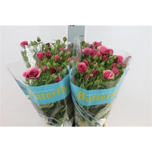 Ranunculus Butterfly Thiva 70cm