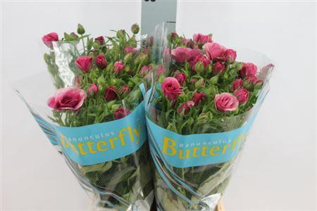 <h4>Ranunculus Butterfly Thiva 70cm</h4>