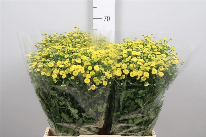 <h4>Tana Pa Amazone</h4>