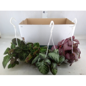 Episcia   ...