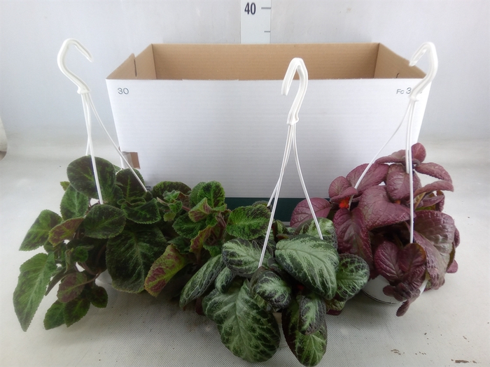 <h4>Episcia   ...</h4>