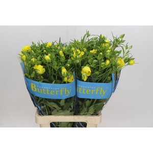 Ranunculus Butterfly Artemis