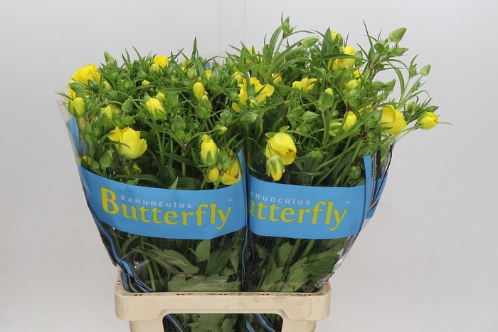 <h4>Ranunculus Butterfly Artemis</h4>