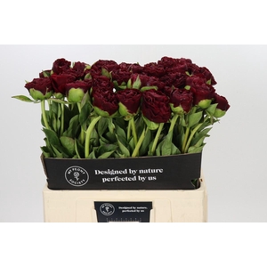 Paeonia Old Faithful