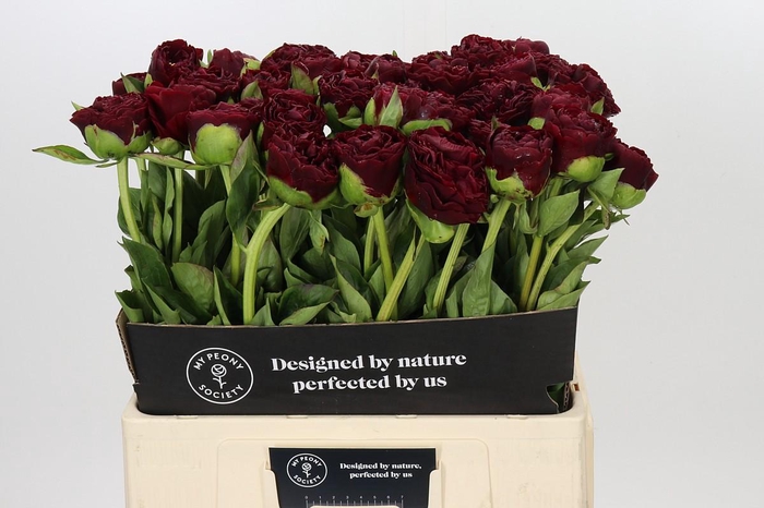 Paeonia Old Faithful