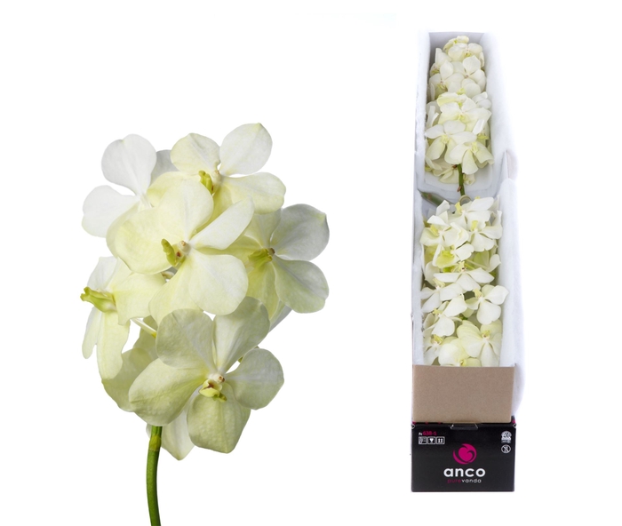 <h4>Vanda  'Tayanee White'</h4>