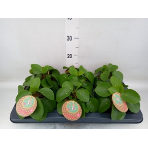 Pilea peperomioides
