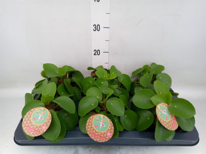 <h4>Pilea peperomioides</h4>