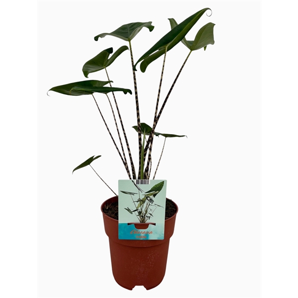 <h4>Alocasia Zebrina</h4>