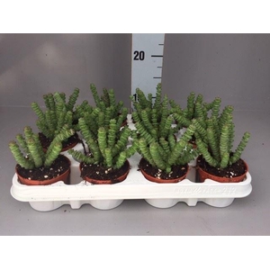 Crassula marnieriana