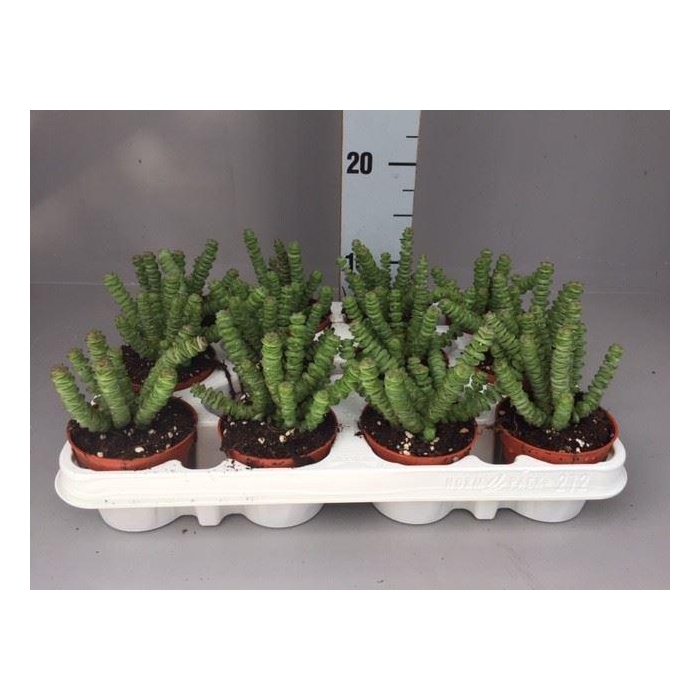 <h4>Crassula marnieriana</h4>