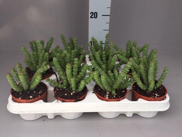 Crassula marnieriana