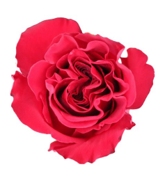 <h4>R Gr Hearts Red 50cm EC</h4>