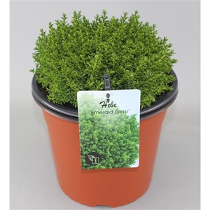 Hebe 'Emerald Gem' C5