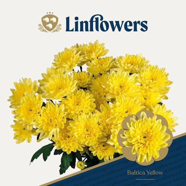 Chrys tr Baltica yellow