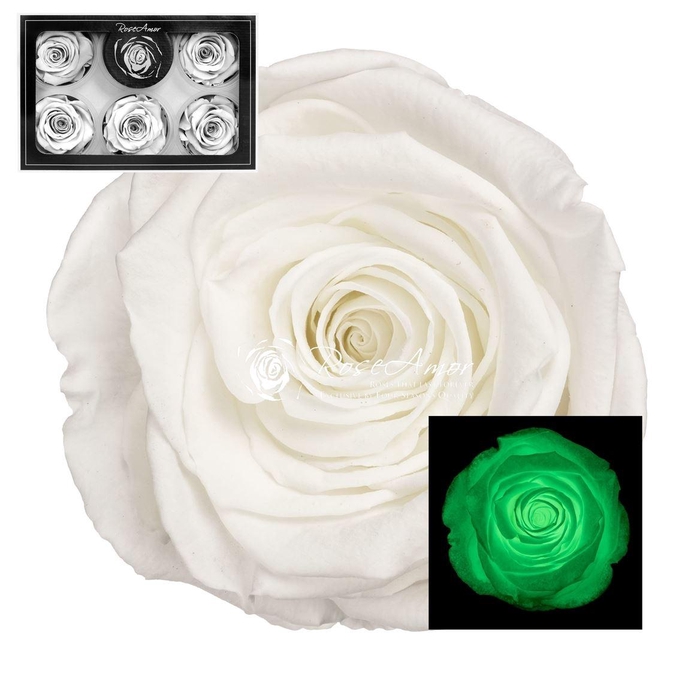 <h4>Xl Glow Green Whi01</h4>