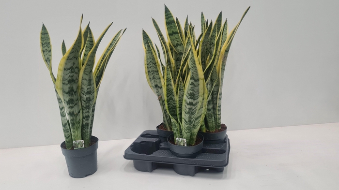 <h4>SANSEV LAURENTII</h4>