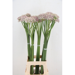 ALLIUM SILVERSPRING