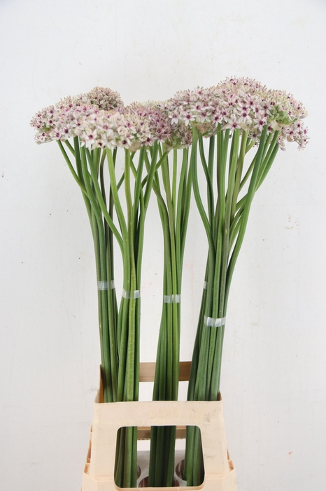 <h4>ALLIUM SILVERSPRING</h4>