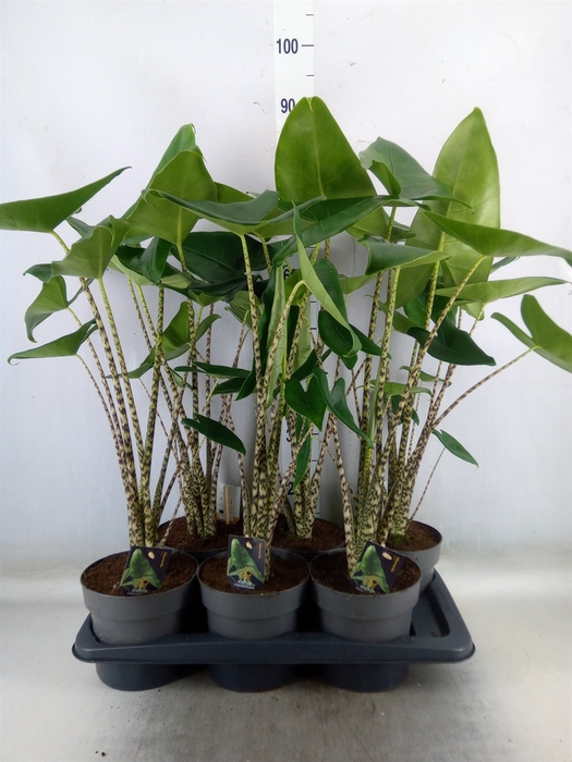 <h4>Alocasia zebrina</h4>