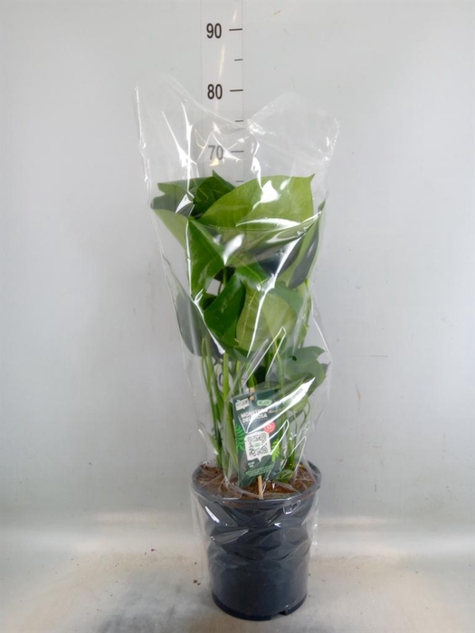 <h4>Monstera delic.</h4>