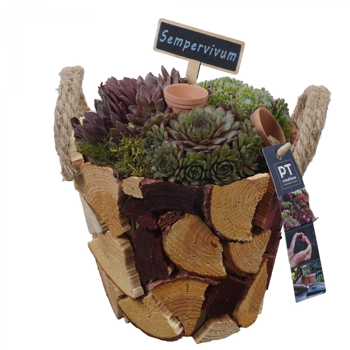 <h4>PTS7417 Arrangement Sempervivum in houten pot</h4>