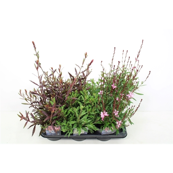 <h4>Gaura lind. mix</h4>