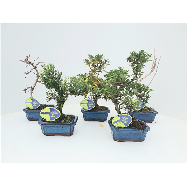 <h4>Bonsai mix outdoor, 15 cm., shape, without drip tray - Partly without leaves during winter</h4>