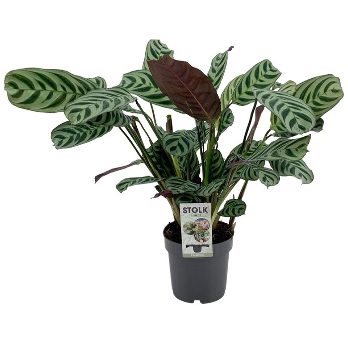 <h4>Ctenanthe 14cm 'Burle Marxii'</h4>