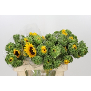 Helianthus Orange Fire