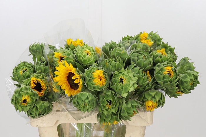 <h4>Helianthus Orange Fire</h4>