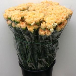 Di St Elly Gold X 160