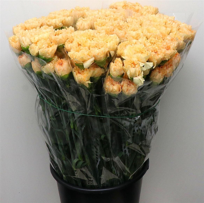 <h4>DI ST ELLY GOLD*</h4>