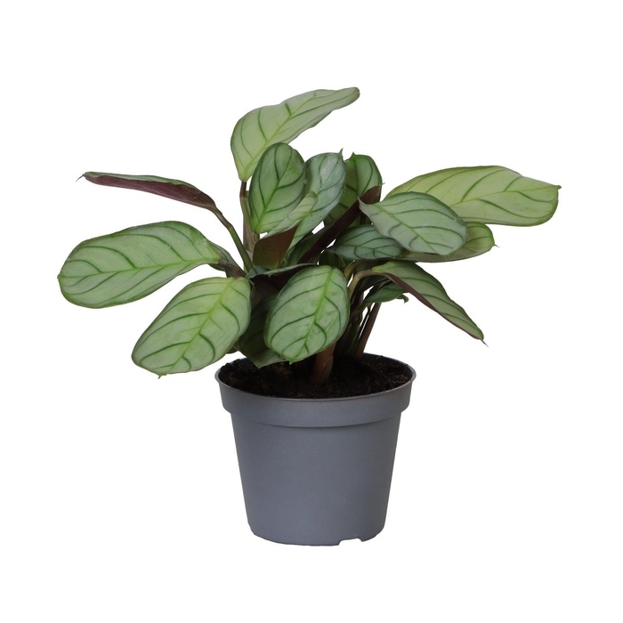 <h4>MARANTA OV</h4>