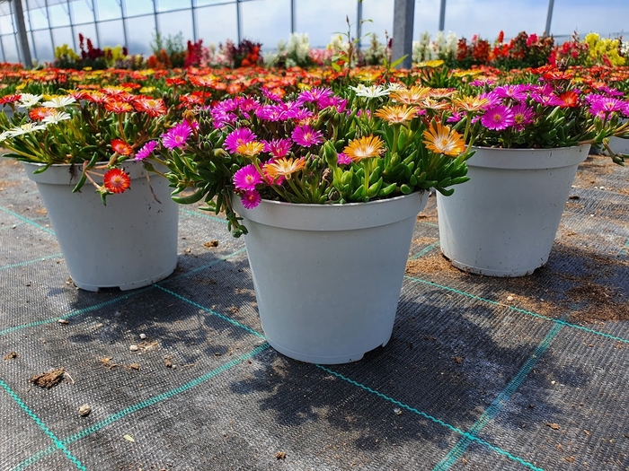 <h4>Delosperma cooperi Jewel of Desert gemengd</h4>