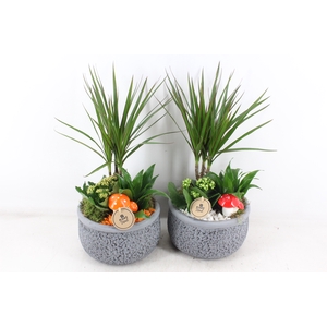 arr2 PL - Ker. barok dracena - oranje/wit