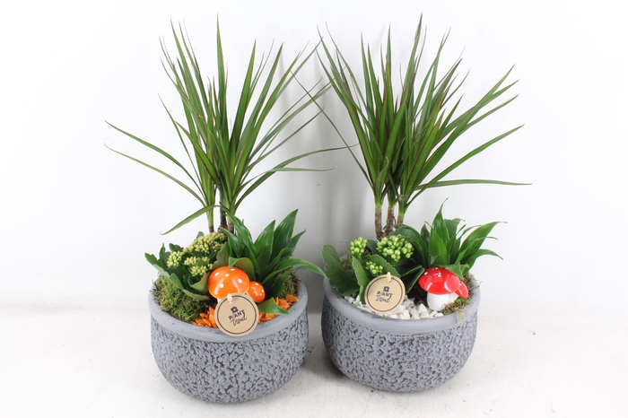 <h4>arr2 PL - Ker. barok dracena - oranje/wit</h4>
