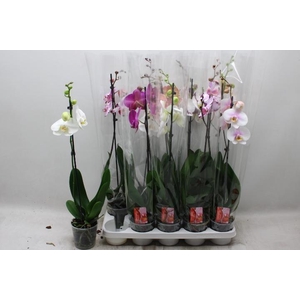 PHAL GEM