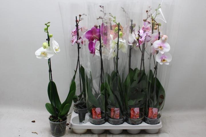 <h4>PHAL GEM</h4>