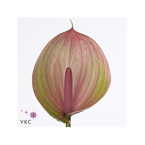 Anthurium Peruzzi