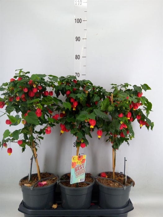 <h4>Abutilon   ...</h4>