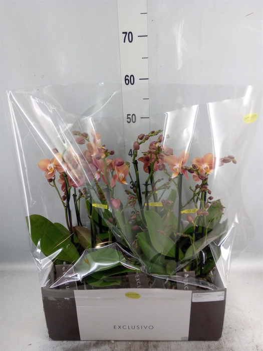 <h4>Phalaenopsis multi.   ...orange</h4>