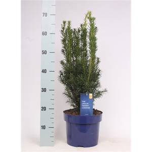 Taxus media 'Hicksii'