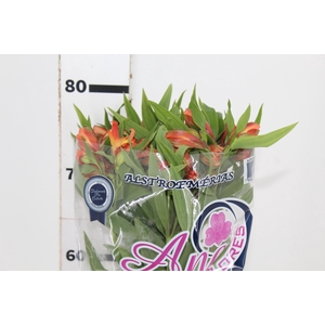 ALSTROEMERIA ORANGE QUEEN 080 CM