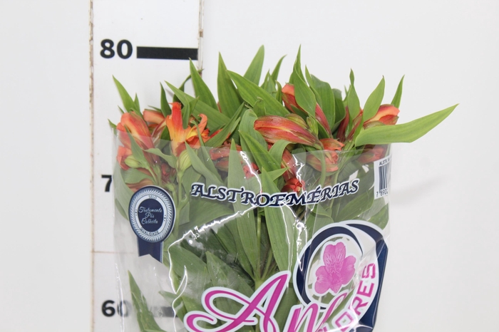 <h4>ALSTROEMERIA ORANGE QUEEN 080 CM</h4>