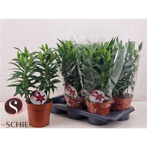 Lilium Oriental Grp 'Magny Cours'