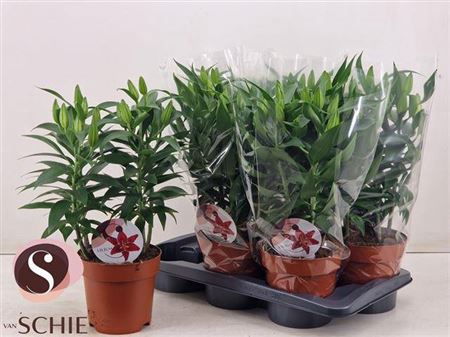 <h4>Lilium Oriental Grp 'Magny Cours'</h4>
