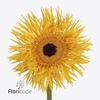 Gerbera diamond gerspider big stardust